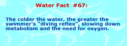 The colder the water, the greater the swimmer's "diving reflex" -- slowing the metabolism and the need for oxygen.